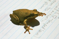 frog_200 frog_200