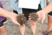 seashell_200 seashell_200