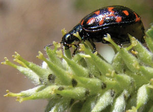 Willow beetle