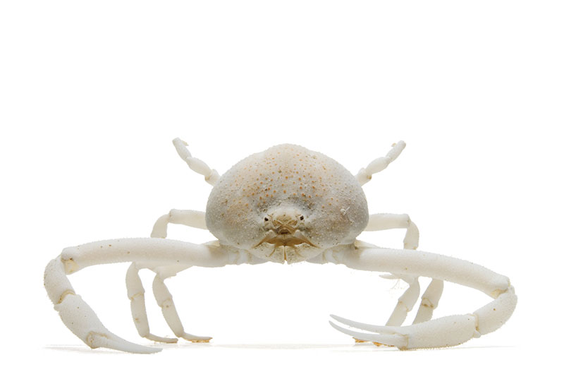 Lg 1412 Crab
