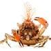 Graceful Kelp Crab