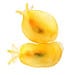 Lemon Drop Slug