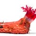 Creeping Pedal Sea Cucumber