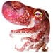 Stubby Squid