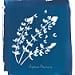 Silverbush lupine