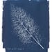Fennel