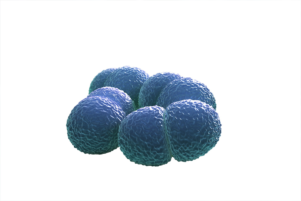 Neisseria Meningitidis