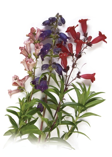 Penstemon wildflower