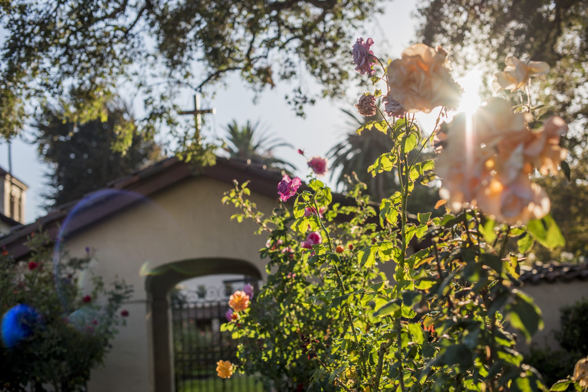 Meet me at the gate of the Rose Garden: the original Mission cemetery—then for years site of the student chapel. It was planted with roses after the Mission burned in 1926.