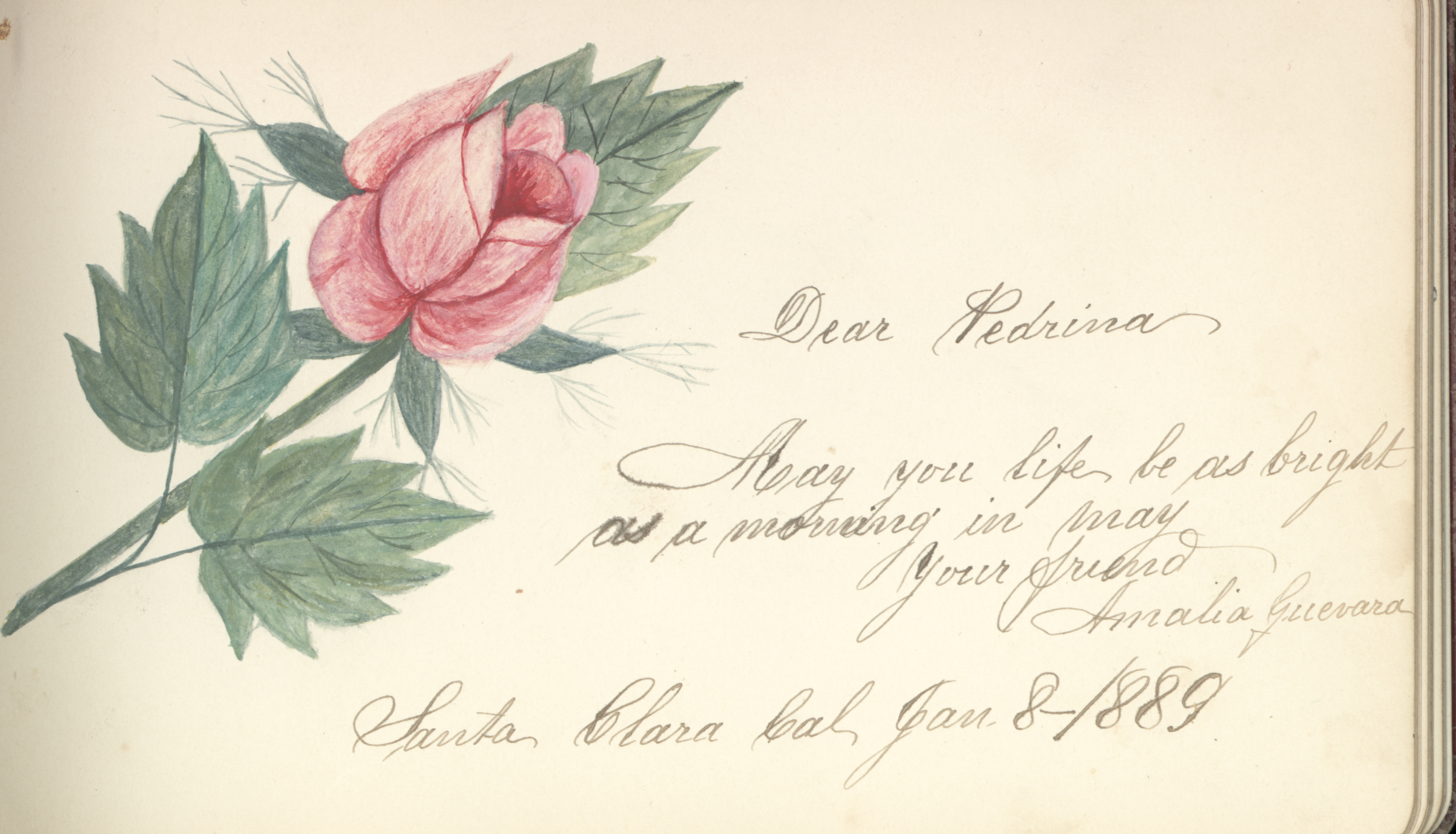 Sketched in 1889, this rose lives the University Archives, tucked in Pedrina Pellerano’s autograph book. Her brother Nicholas Pellerano graduated in 1891.