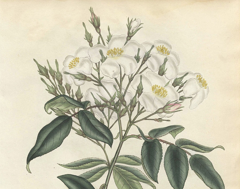 Rosa Moschata Abyssinica