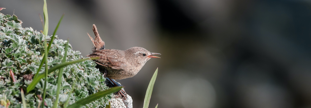 Pacific Wren. Bird on a rock. Via Adobe
