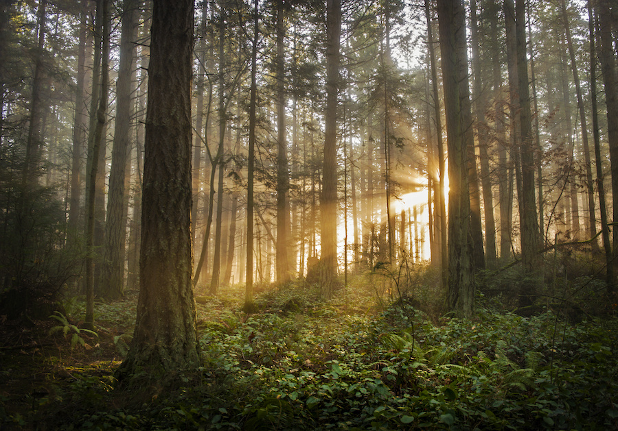 Pacific Northwest Forest On A Foggy Morning. During A Beautiful Sunrise The Morning Fog Adds An Atmospheric Feel To The Firs And Cedars That Make Up This Lovely Island Forest.