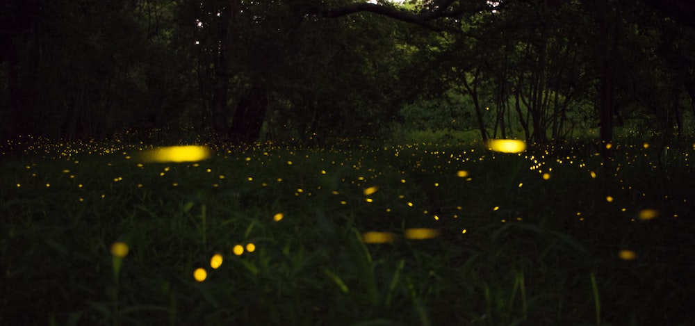 Fireflies By Toan Phan Courtesy Unsplash