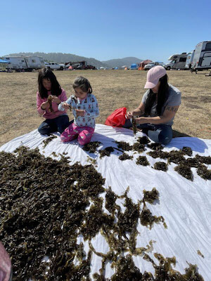 Drying Seaweed